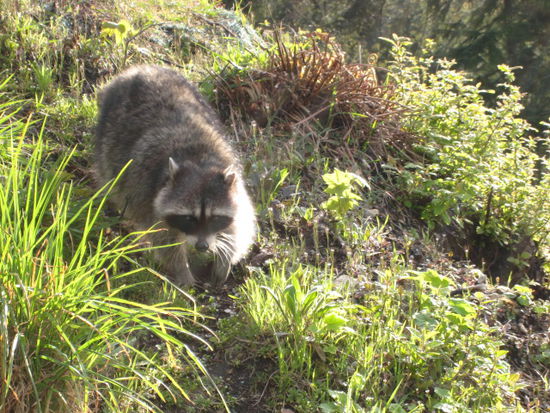 Racoon im Stanley Park