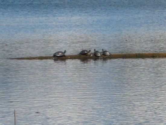 Die kleinen Turtles...