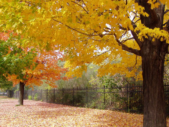 "golden autumn" (goldener herbst)