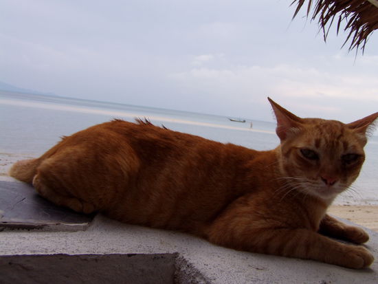 Miau, Miau - MiauMiauMiau