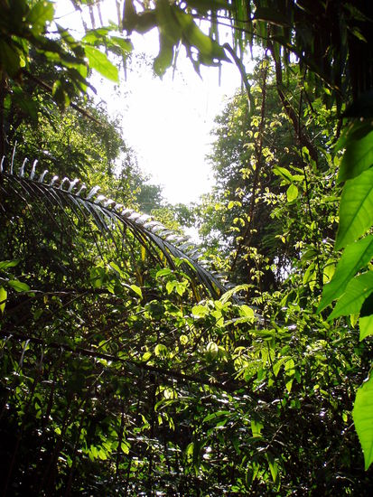 ueber uns nur baumwerk und ganz schlimme insekten, die wir nur gehoert hatten (hoerten sich an wie ne kettensaege)