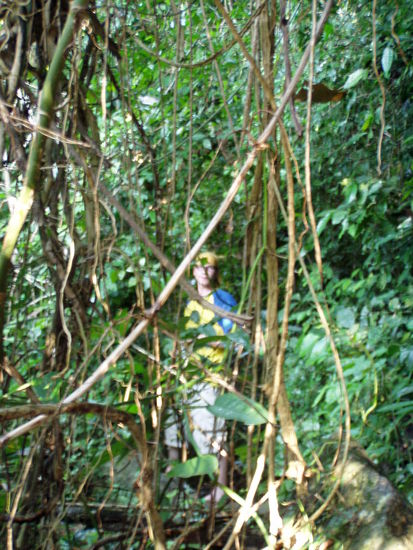 sehr selten im dschungel zu sehen - ein zwergbrillenfuessler