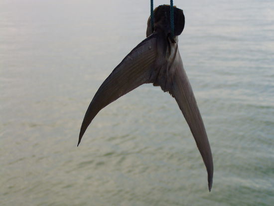 die flosse hatte eine breite von ca. 30 cm. leider war von dem fisch nur noch sehr wenig ueber - war aber sehr lecker