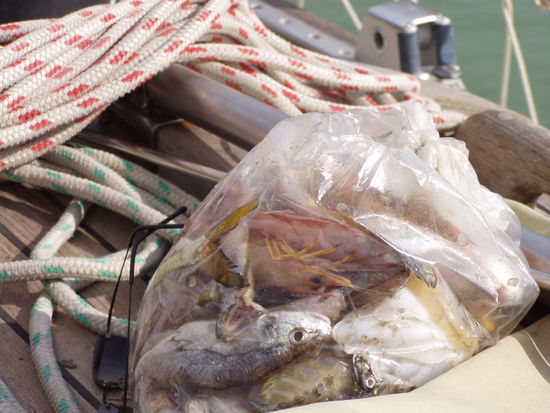 eine riessige tuete voll mit lobstern, squids, prawns und fische - for free!!!