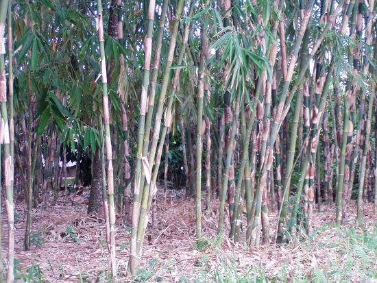 bild vom kreisverkehr in sinzheim 