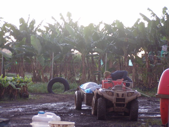 im hintergrund seht ihr die bananenbaeume und die waren verdammt hoch