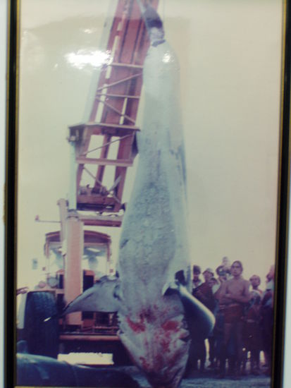 eine videoaufnahme zeigt, wie dieser hai hochgezogen wird. das exemplar ist jedoch so schwer, dass der kranausleger abknickt.