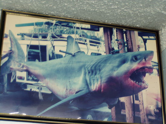 das ist kein stofftier