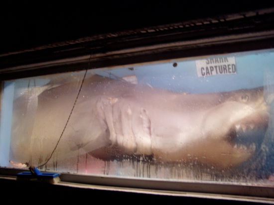 ein ausgestelltes haiexponat. ca. 6 bis 8 meter lang