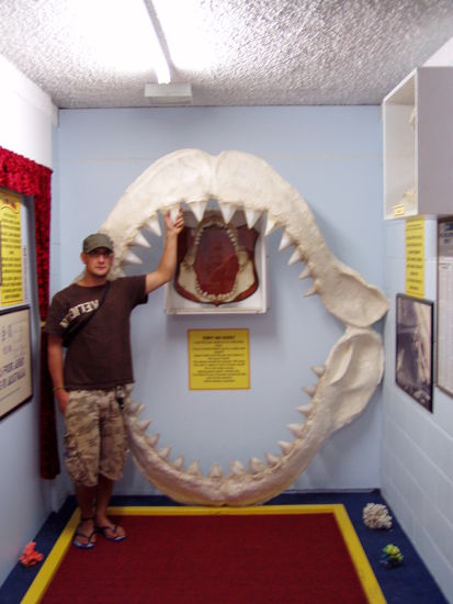 schaetzungweise hat der hai eine laenge von ca. 27 metern