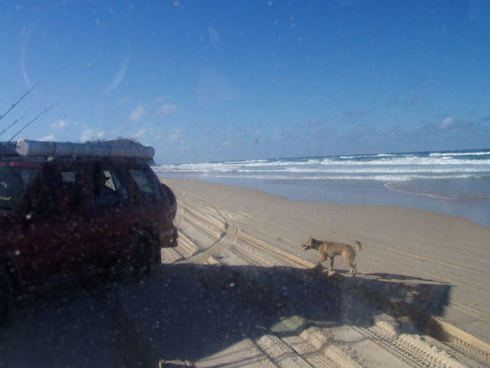 man nehme sich vor dingos in acht