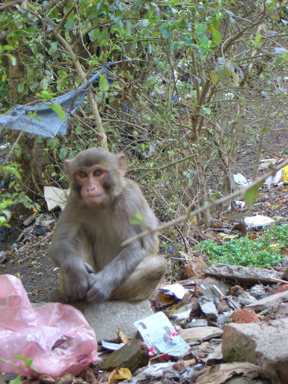 Swayambunath der Affentempel