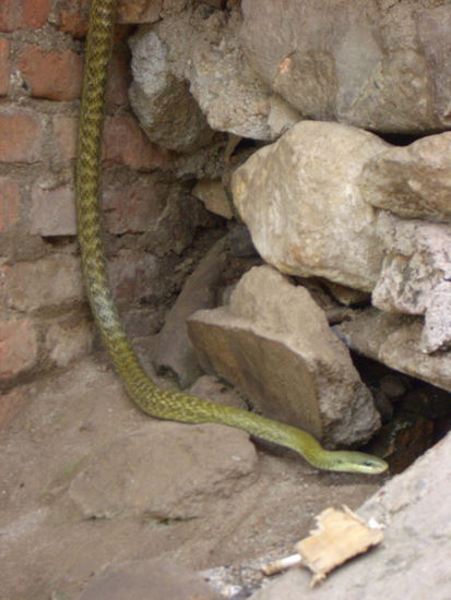 ungiftige Irgendwas-Otter