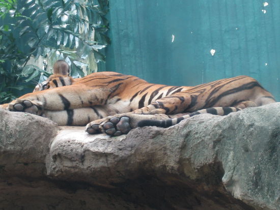 Tiggger!!! Sehr muede