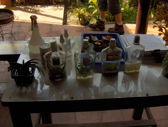 In Flaschen gezogene Orchideen