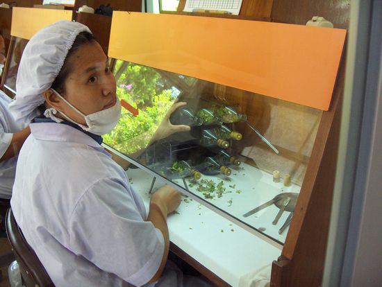 Invitrozucht auserlesener Orchideen (Frauenschueli)