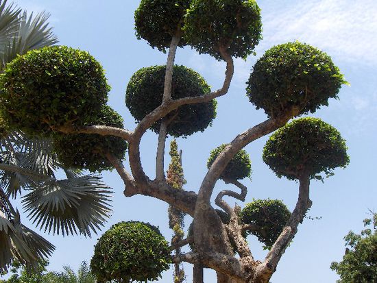Big Bonsai