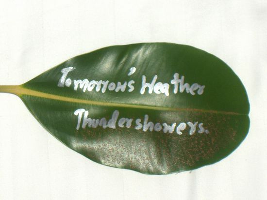 Die freundliche Art die Hotelgaeste auf das Wetter des naechsten Tages vorzubereiten. Dieses Palmblatt lag jeweils auf dem Bett.