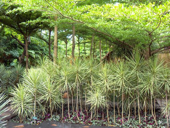 Der hintere Gartenteil führt zu den diversen "Behandlungsräumen"