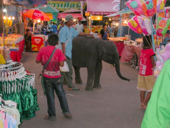 Elephantfestival in Surin