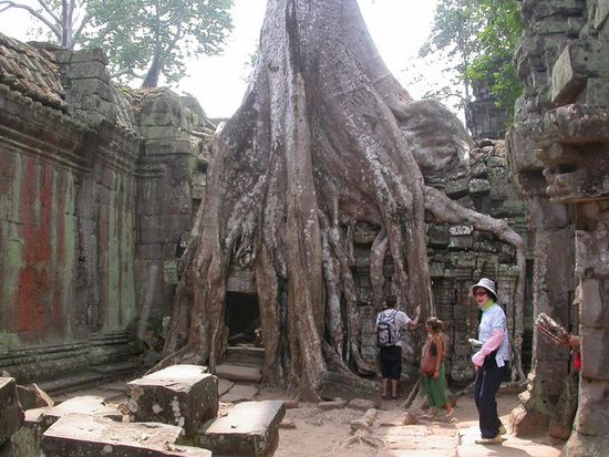 In Angkor Tom sind die Bauten noch von Urwaldriesen umwachsen.