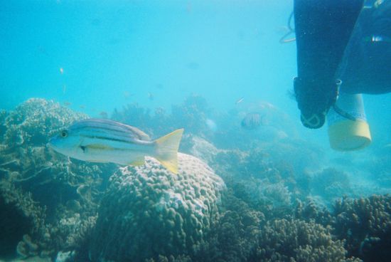 immernoch wunderschoen