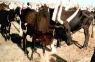 Zeburind am Markt von Agadez