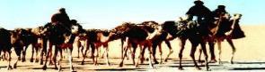 Die Salztransporte sind eine wichtige Einnahmequelle der Tuareg