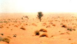 Harmattan