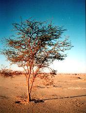 Akazie in der Sahara
