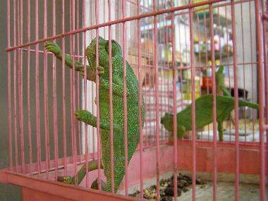 Meknes: Souk - Leguan im Käfig