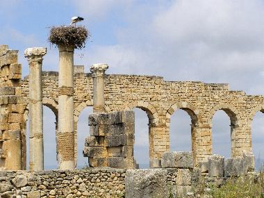 Volubilis: Forum