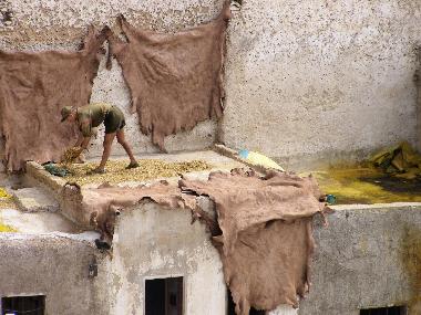 Fes: Gerberviertel - Felle werden getrocknet