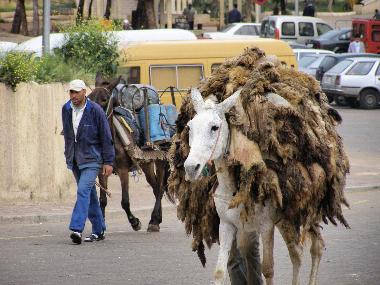Fes: Der gesamte Transport erfolgt auf Mulis.