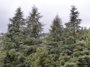 Bei Azrou: Zedernwälder