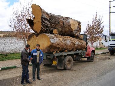 Timadhite: Holztransport