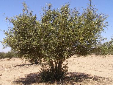 Argane- oder Eisenholzbaum