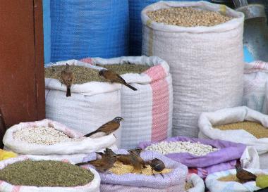 Marrakesch: Souk