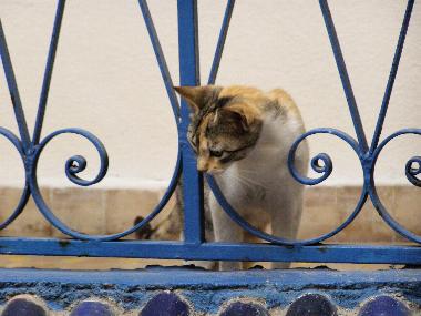 Essauira: Katze am Dach