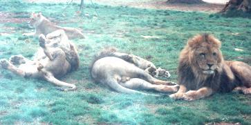 Löwen im Safari-Zoo (Selva di Fasano)