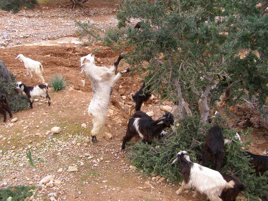 Argane-Baum: Ziegen finden die bitteren Argane-Früchte äußerst schmackhaft