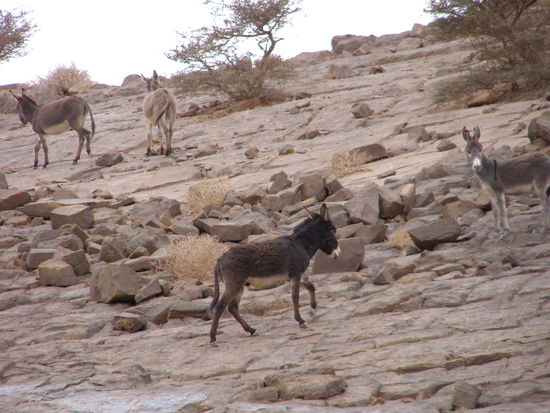 Weihnacht mit wilden Eseln