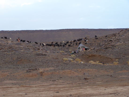 Oued Draa: Nomadenlager