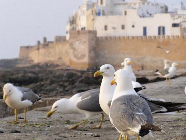 Essaouira: Blick vom Hafen auf die Altstadt