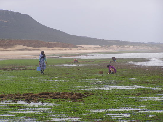 Bei Moulay-Bouzerktoum: Frauen sammeln Algen