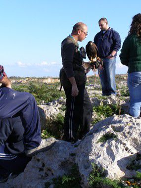 Dingli-Cliffs: Madalena-Kapelle - Falkner lassen ihre Vögel fliegen