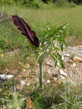 Olympos Nationalpark: Orchidee