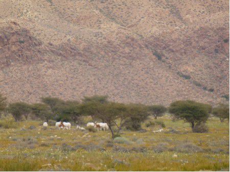 Bou-Hedma-Nationalpark: Oryx-Antilopen