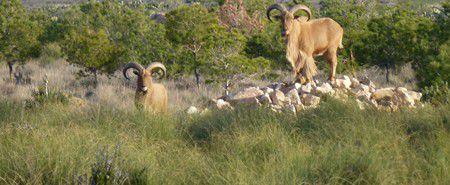 Nationalpark Djebel Chambi: Mufflons