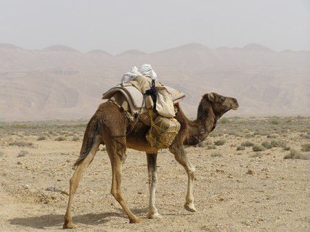 Am Rande des Schott El Gharsa